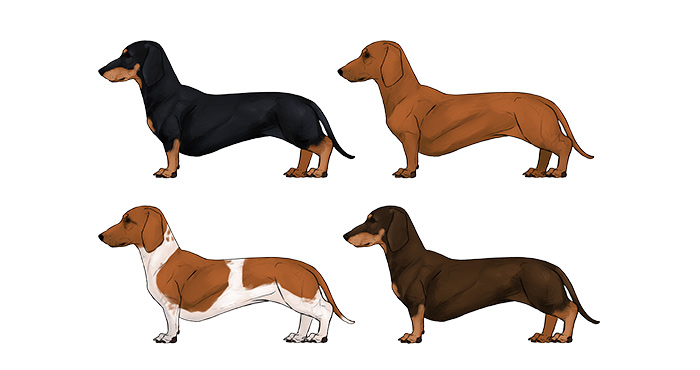 how-to-draw-dogs-dachshund-colors