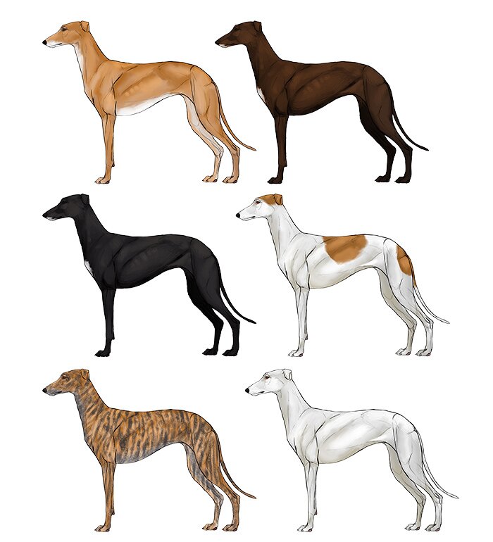 how-to-draw-dogs-greyhund-colors