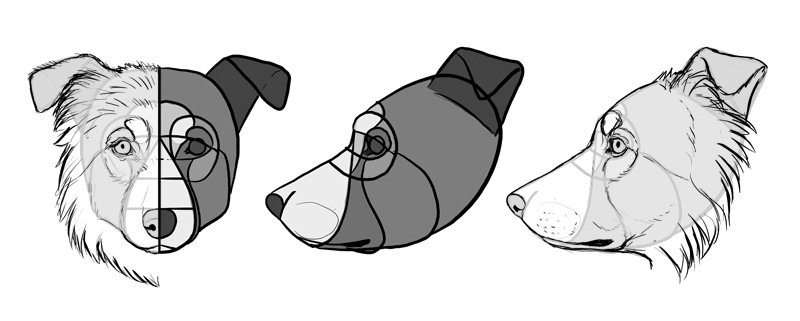 how-to-draw-dogs-head-border-collie