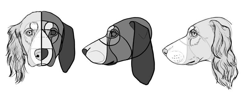 how-to-draw-dogs-head-cocker-spaniel