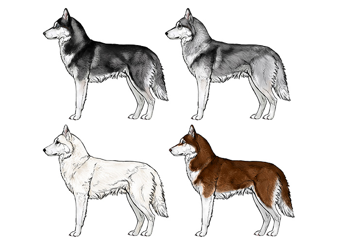 how-to-draw-dogs-husky-colors