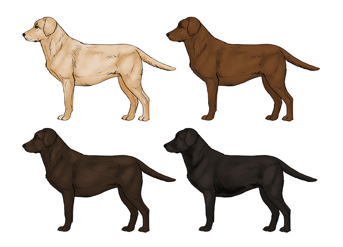 how-to-draw-dogs-labrador-colors