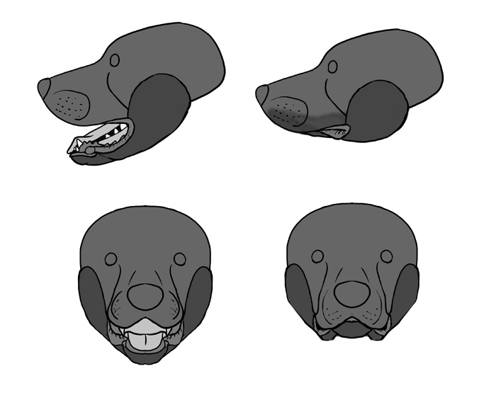 how-to-draw-dogs-dog-ears