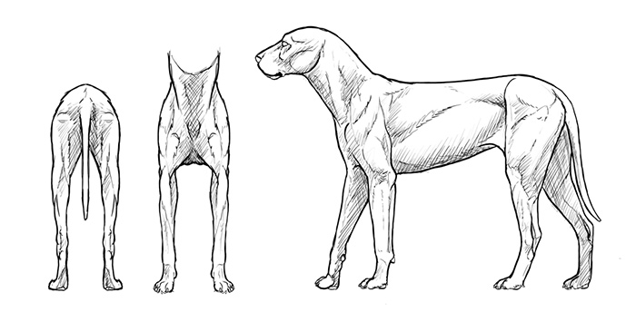 how-to-draw-dogs-muscles-drawing