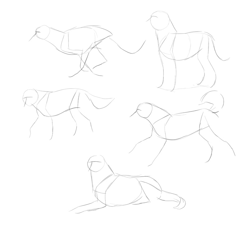 how-to-draw-dogs-process-1
