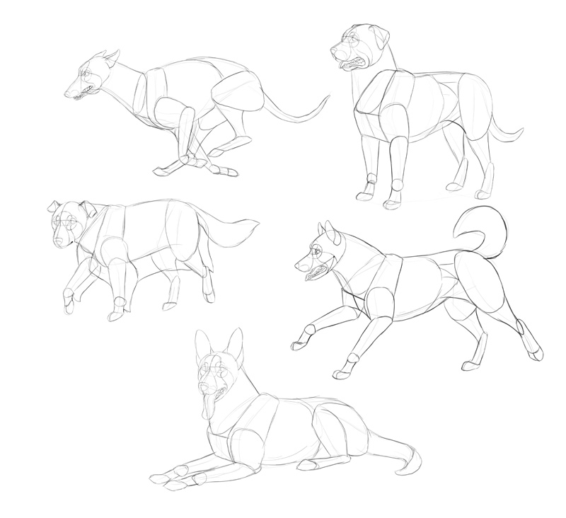 how-to-draw-dogs-process-2