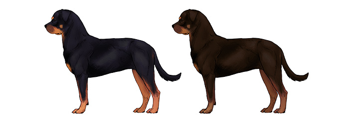how-to-draw-dogs-rottweiler-colors
