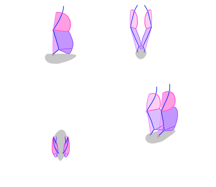 how-to-draw-wings-bird-flight-animation