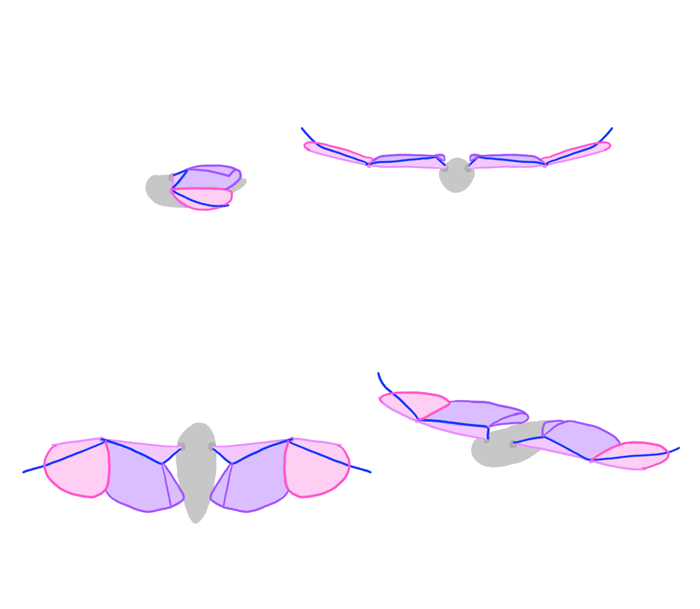 how-to-draw-wings-bird-flight-frames-4