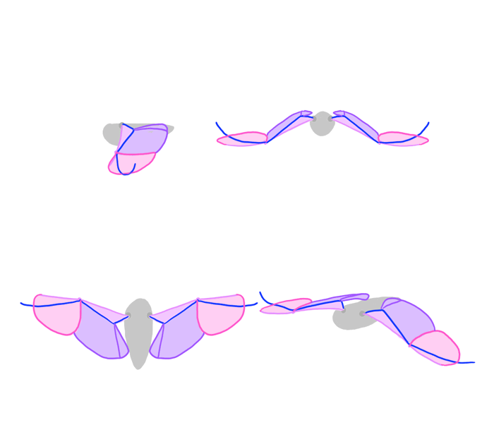 how-to-draw-wings-bird-flight-frames-5