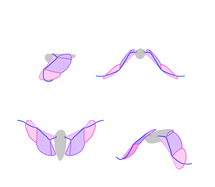 how-to-draw-wings-bird-flight-frames-6
