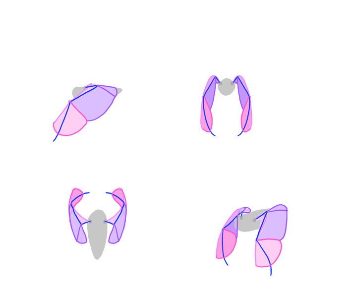how-to-draw-wings-bird-flight-frames-8