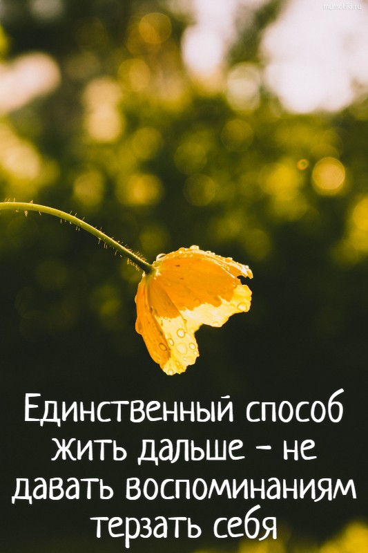 Единственный способ жить дальше - не давать воспоминаниям терзать себя Единственный способ жить дальше - не давать воспоминаниям терзать себя