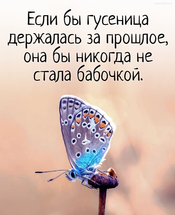 Если бы гусеница держалась за прошлое, она бы никогда не стала бабочкой. Если бы гусеница держалась за прошлое, она бы никогда не стала бабочкой.