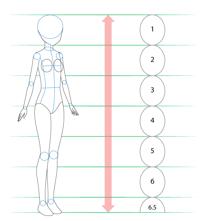 пропорции аниме тела