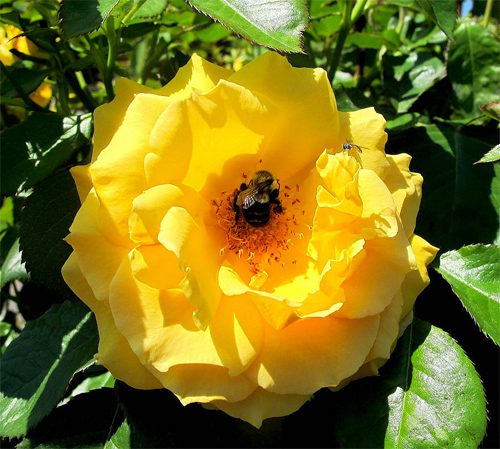 The Yellow Rose of Massachusetts