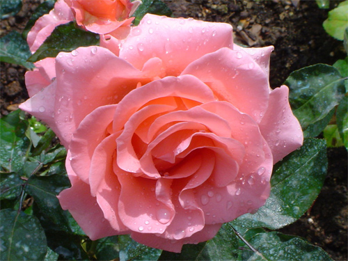Beauty - Rose No.4