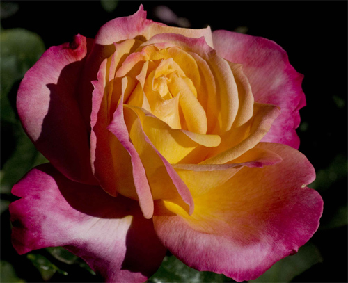 A Fine Rose