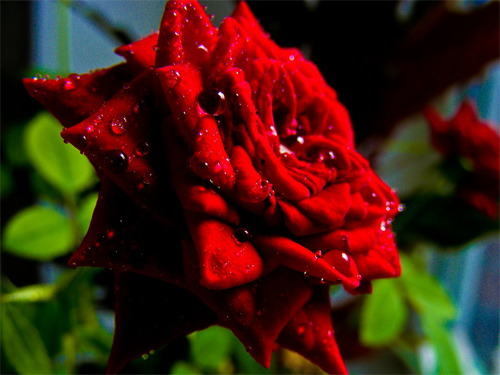 precious rose with water drops