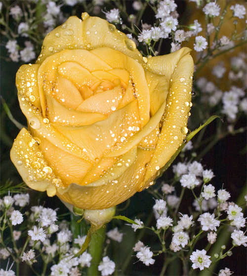 Yellow Rose