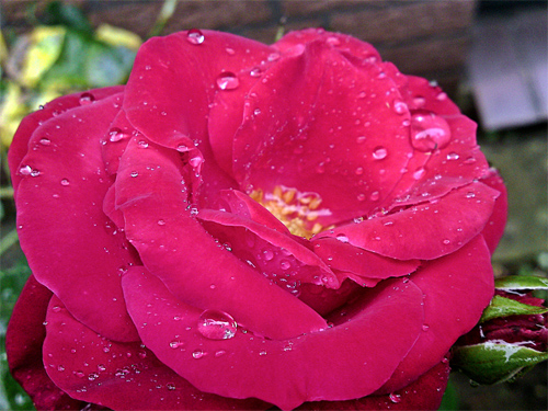 red rose in the rain!