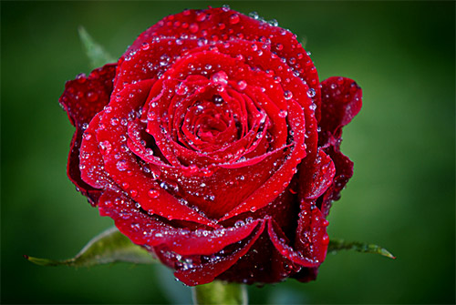 red dew rose picture