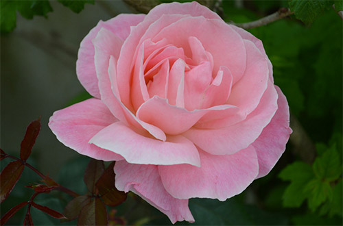pink delicate rose picture