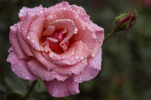 pink rose picture rain