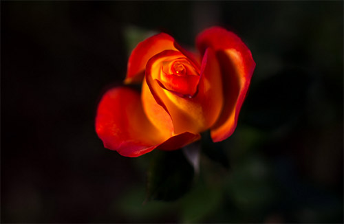 beautiful red rose picture