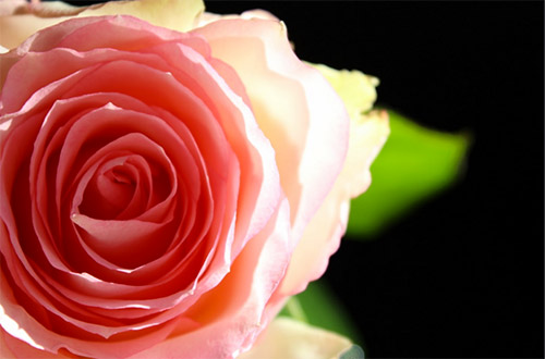 macro rose photography