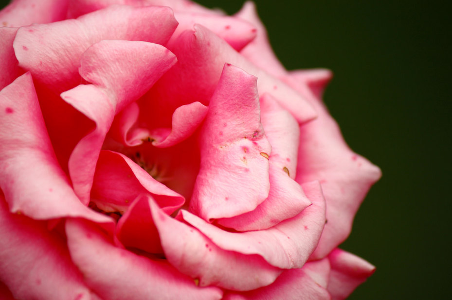 macro rose photography pink