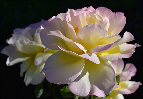 white yellow purple rose picture