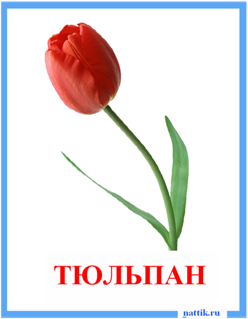 карточка тюльпан