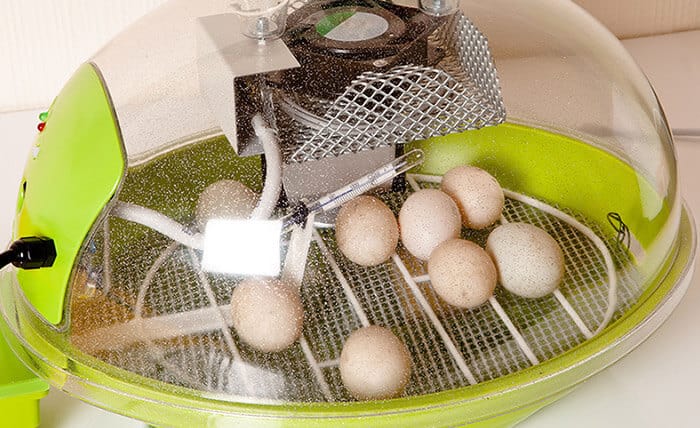 How to Hatch Chicken Eggs: The Complete Guide