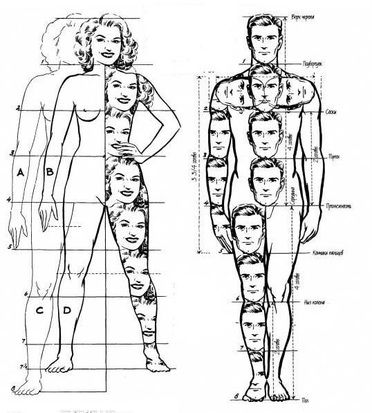 Risunok Cheloveka Proporciya Proporcii Cheloveka Uroki Akademicheskogo Risovaniya Osnovy Izokurs Msk