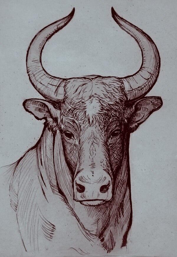 Как рисовать быка