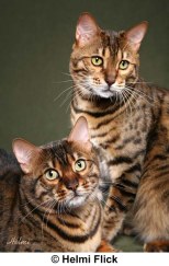 bengal cats for sale