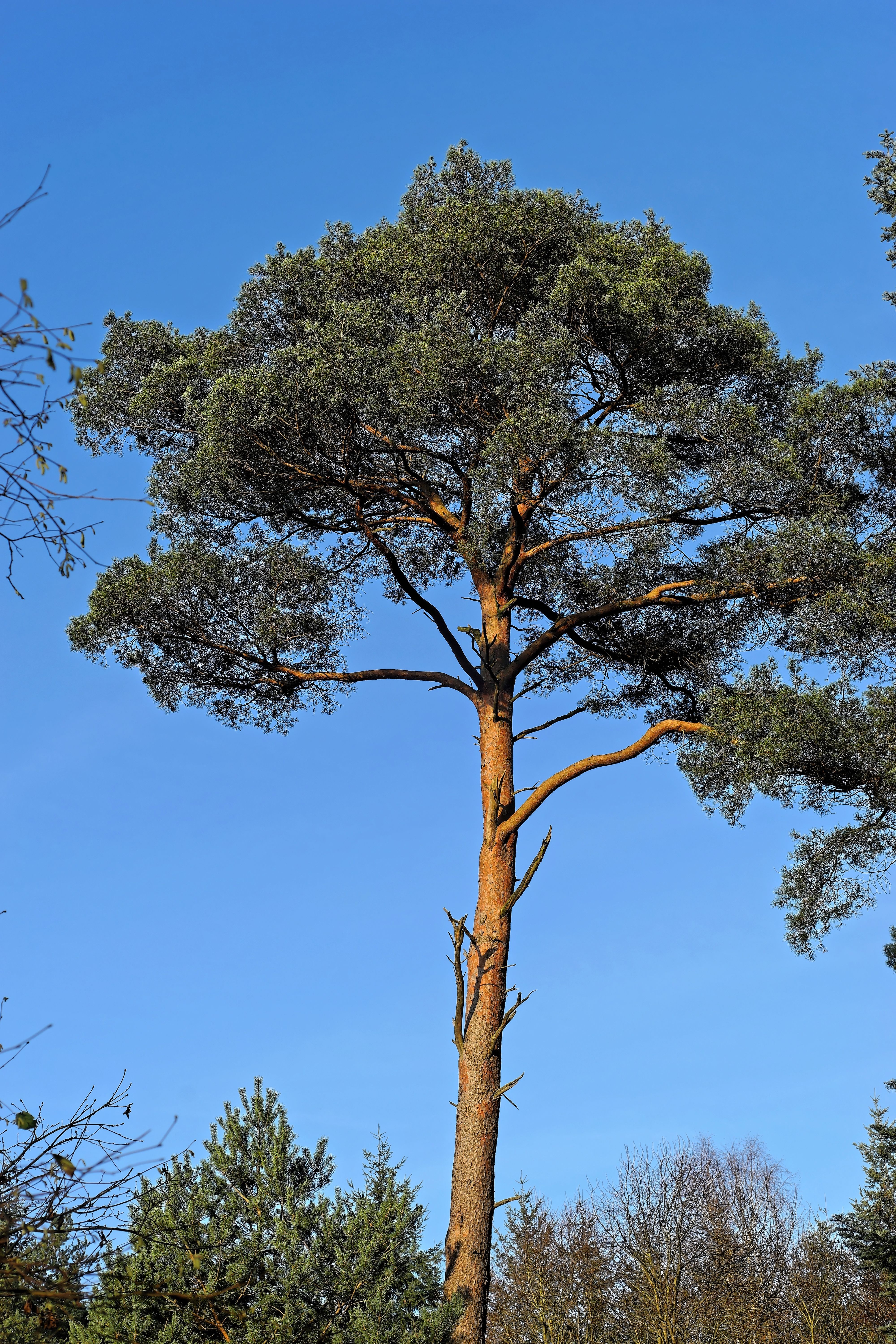Хвойные кроны. Pinus Hamata. Пиния дерево хвойное. Карельская сосна дерево. Сосна обыкновенная.