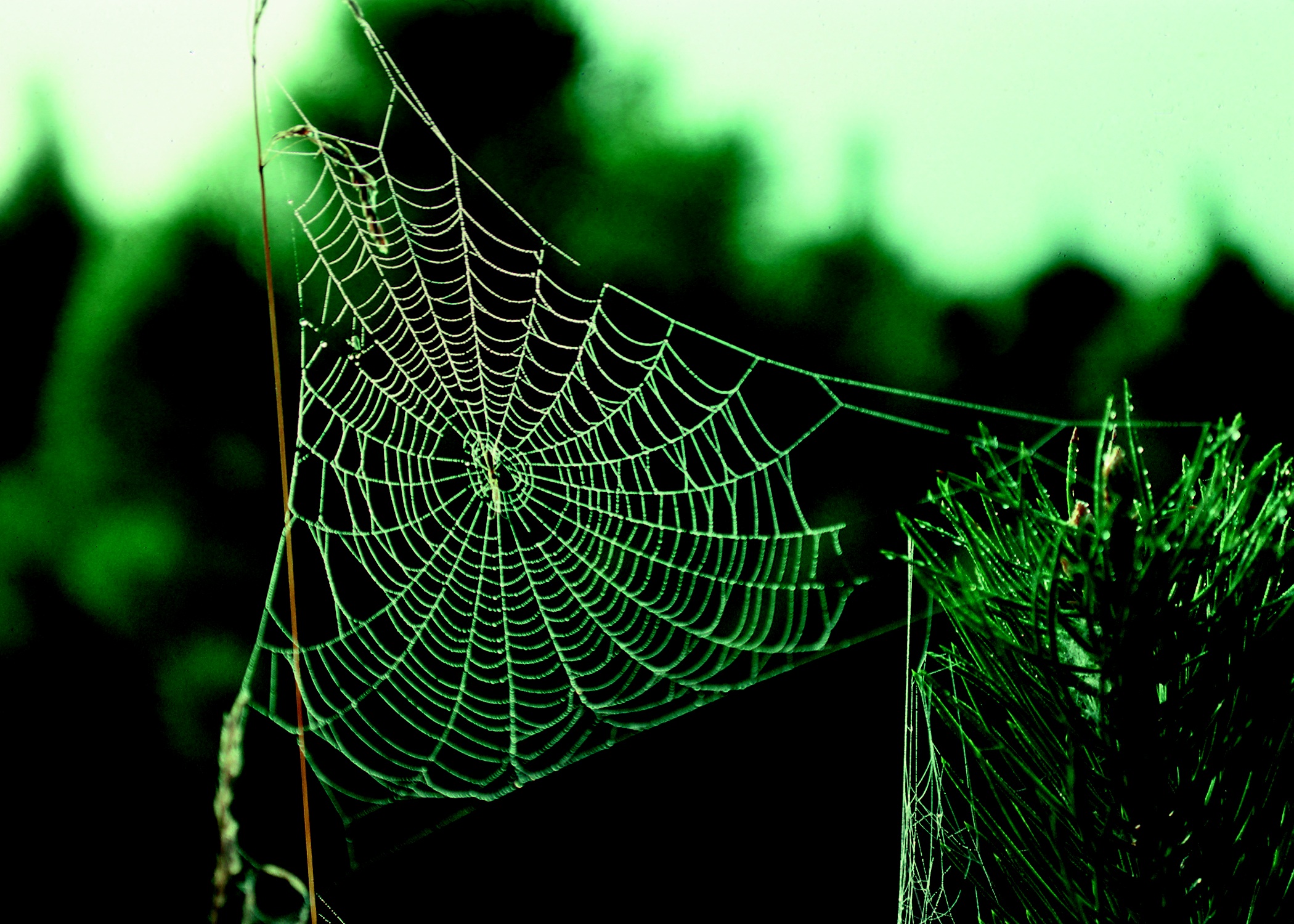 Spider web. Паутина. Паучья паутина. Паутина зеленая. Паутина симметрия.