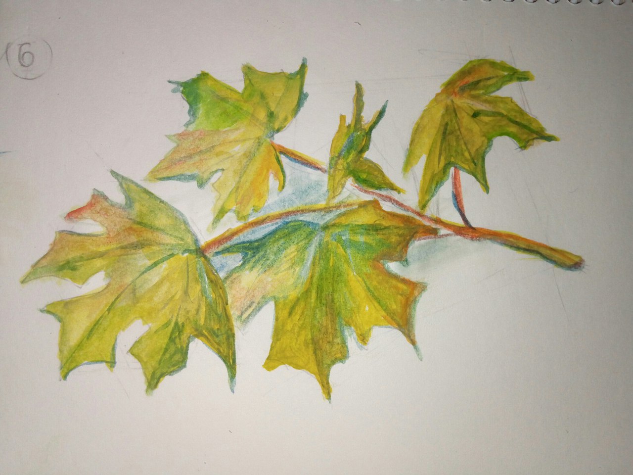 Рисование листьев клена