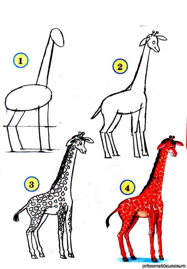 На рисунке изображен жираф. Рисунок жирафа. Рисование Жираф подготовительная группа. Жираф для рисования детям. Рисование в подготовительной Жираф.