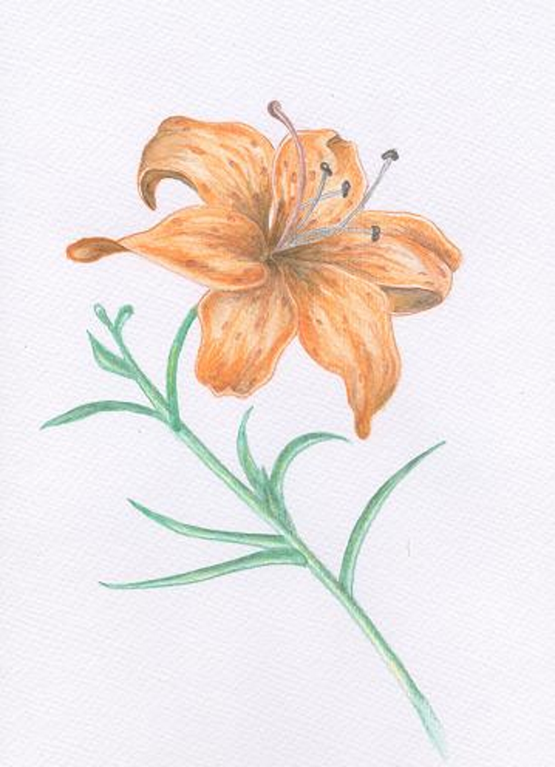 Оранжевый цветок карандашом