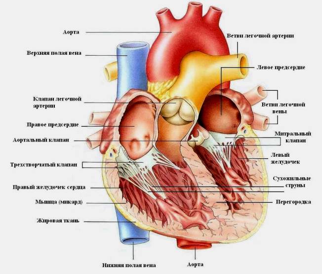 Строение сердца человека - анатомия, схема, функции 1