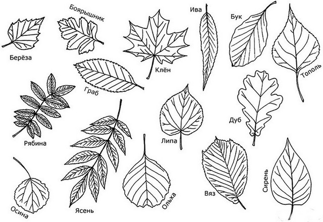 Как нарисовать вазу с осенними листьями поэтапно   подборка (28)
