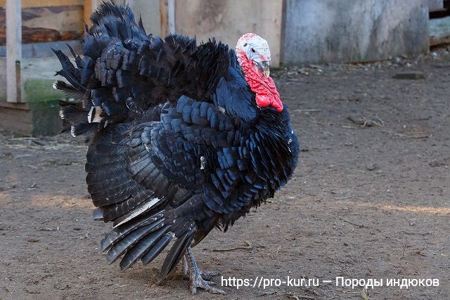 Породы индюков фото и описание черный тихорецкий. 