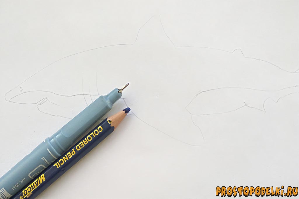 Как нарисовать акулу-1