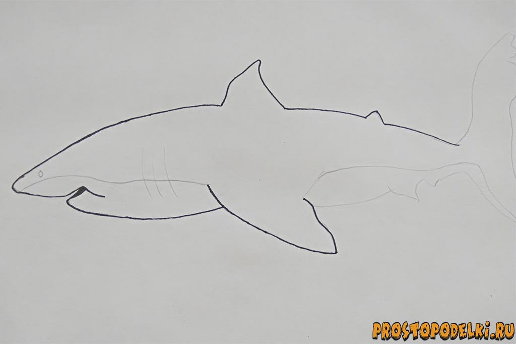 Как нарисовать акулу-4