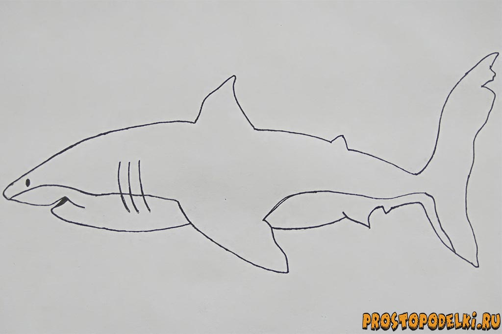 Как нарисовать акулу-6