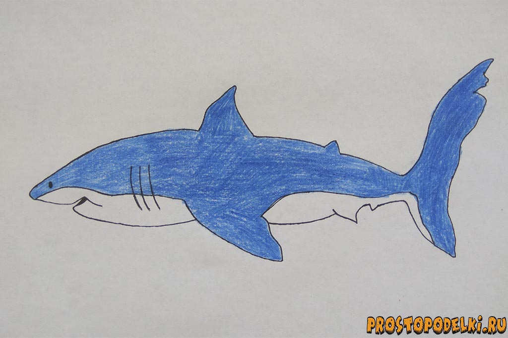 Как нарисовать акулу-title
