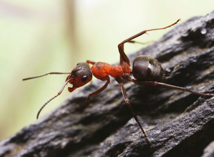 Малые лесные муравьи